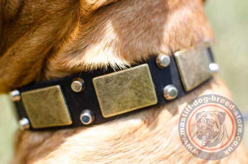 The Best Dog Collar