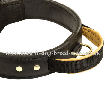 Tibetian Mastiff Collar UK