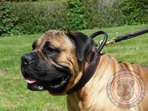 Boerboel Collars