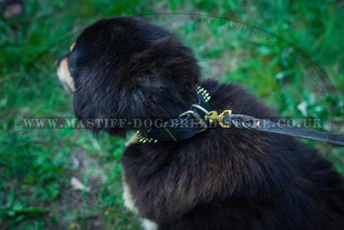 Tibetian Mastiff Collar UK