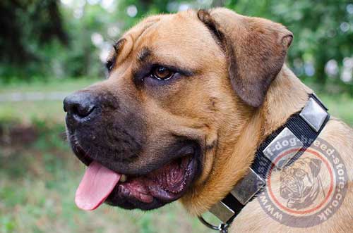 Training Dog Collar for Cane Corso Breed
