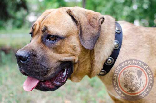 Trendy Dog Collar with Round Relief Decorations