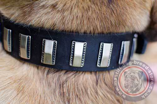 Trendy Dog Collar with Stylish Plate Fittings