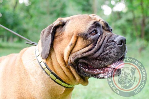 Bullmastiff Collar UK Online