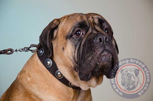 Bullmastiff Collars UK