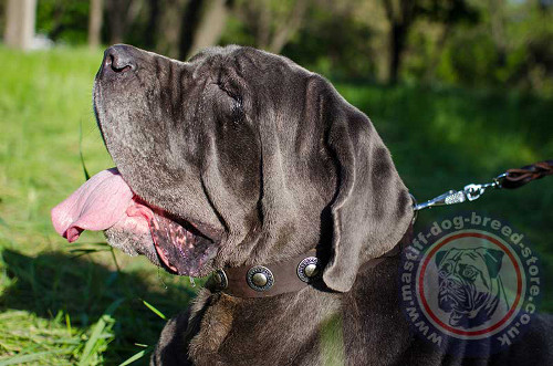 Vintage Dog Collar for Italian Mastiff