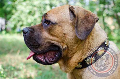 Vintage Dog Collar of Full Grain Leather