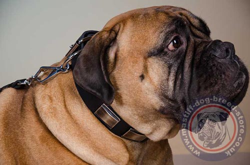 Antique Dog Collars for Bullmastiff