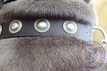 Fashion Dog Collar for Neapolitan Mastiff
