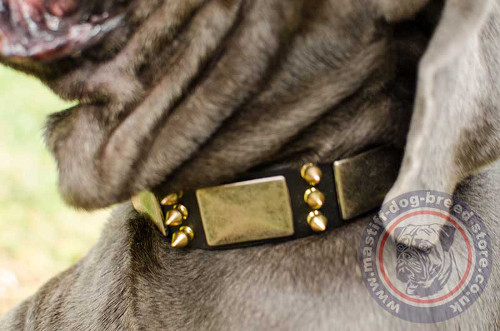 Large Dog Collars UK