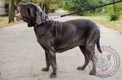 Fashion Dog Collar for Neapolitan Mastiff