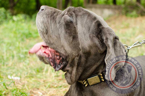 Large Dog Collars for Neapolitan Mastiff