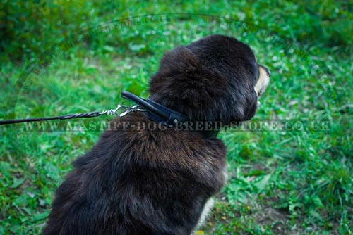 Tibetian Mastiff Training Dog Collar with Handle