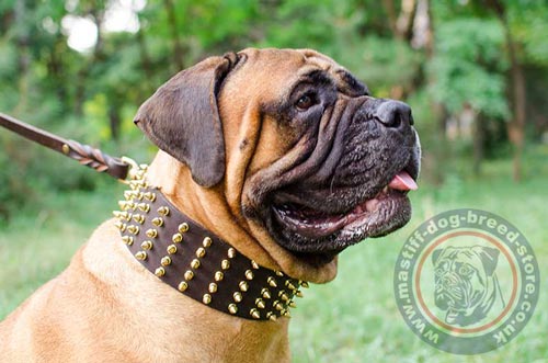 Bullmastiff Leather Dog Collar UK