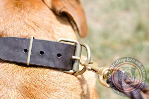 Extra Large Dog Collars for Dogue De Bordeaux Size