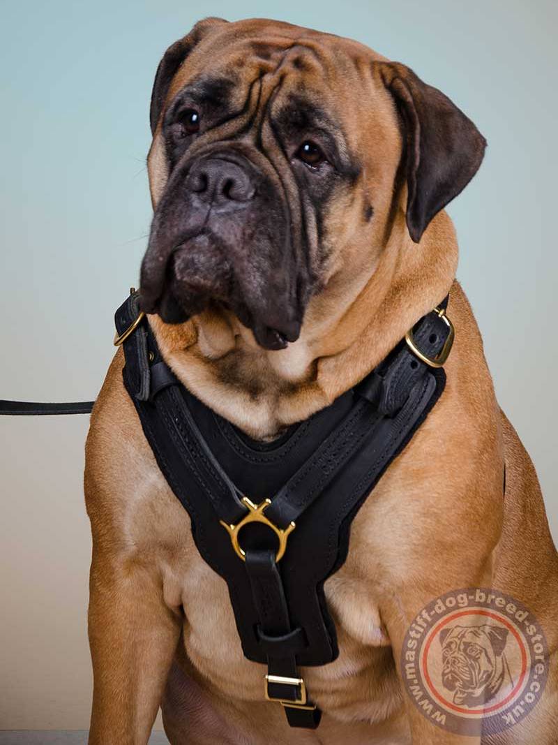 Best harness for bullmastiff shop