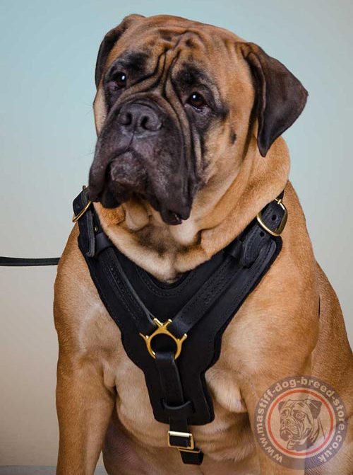 Bullmastiff Dog Harness UK
