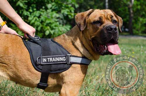 Nylon Dog Harness for Mastiff