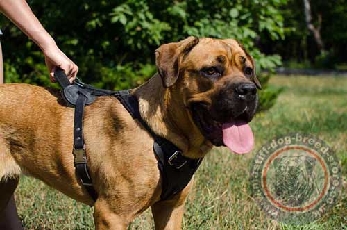 Extra Strong Dog Harness for Cane Corso Mastiff Training