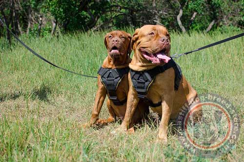 Dogue De Bordeaux Mastiff Dog Harness with Handle
