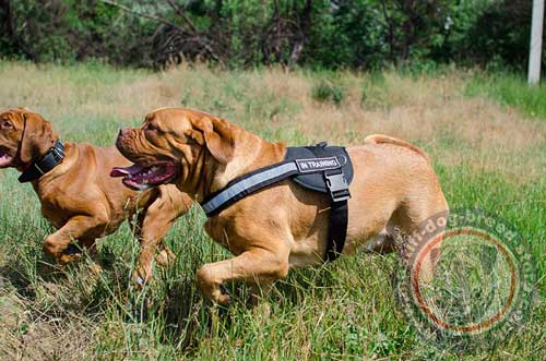 Dog Nylon Harness