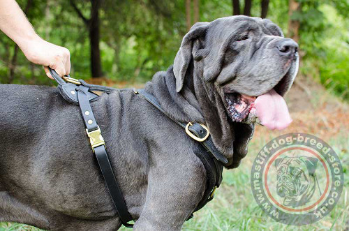 Best Dog Harness for Neapolitan Mastiff Training