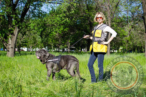 Control Dog Harness for Mastiff