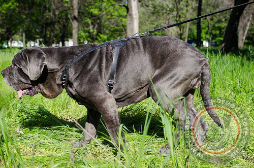 Dog Harness Spiked for Mastino Napoletano