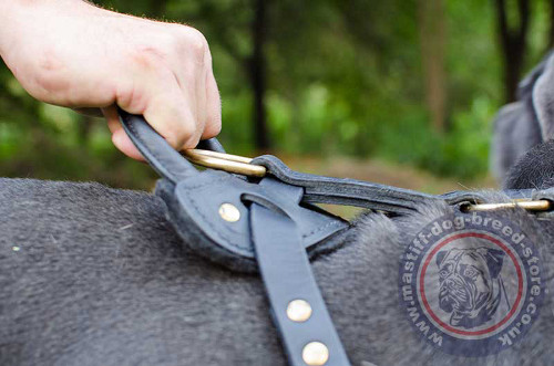 Neapolitan Mastiff Training Dog Harness