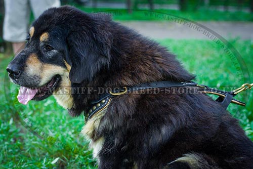Luxury Dog Harness UK for Tibetian Mastiff