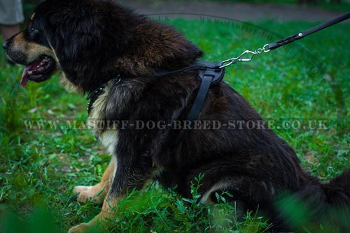 Big Dog Harness for Tibetian Mastiff Size