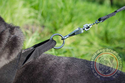 Neapolitan Mastiff Harness