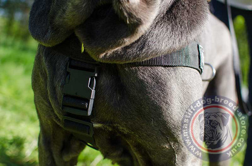 Training Dog Harness UK