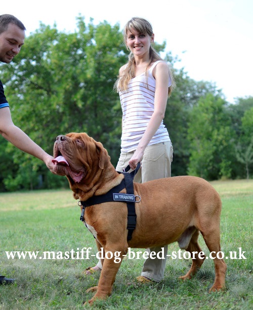 Mastiff Dog Harness to Stop Pulling
