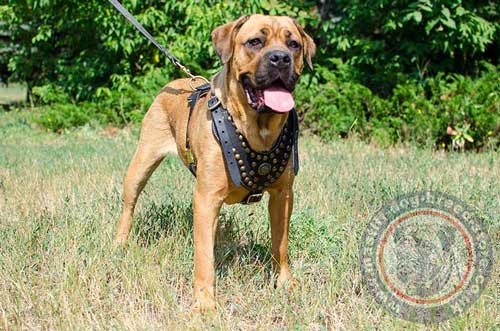 Best Harness for Dogs on Cane Corso Mastiff