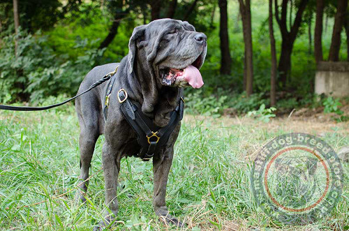 Best Dog Harness for Neapolitan Mastiff Training