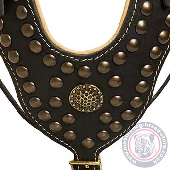 Studded Dog Harness for French Bordeaux Mastiff