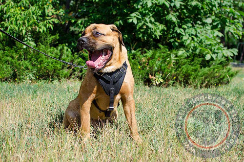 Buy Cane Corso Harness