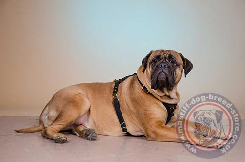 Triangle Leather Dog Harness for Bullmastiff