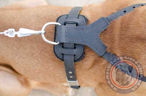 Big Dogue De Bordeaux Harness Size