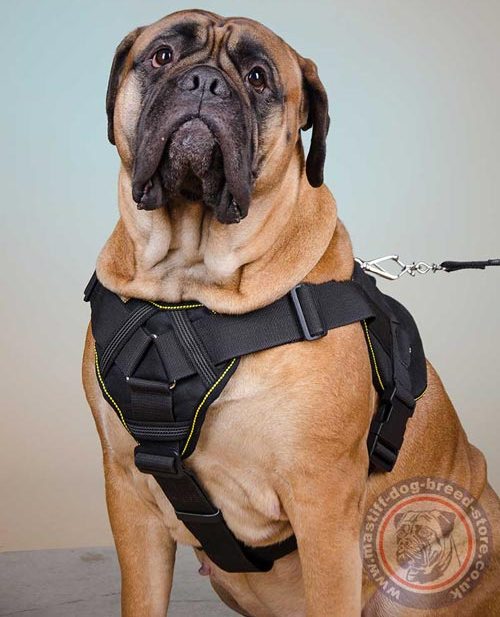 Bullmastiff Dog Harness with Handle