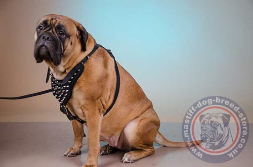 Big Dog Harness for Bullmastiff