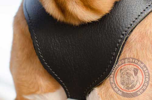 Big Leather Dog Harness for French Mastiff