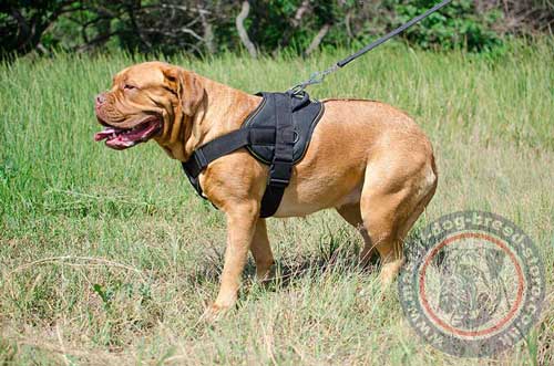 Dogue De Bordeaux Harness UK