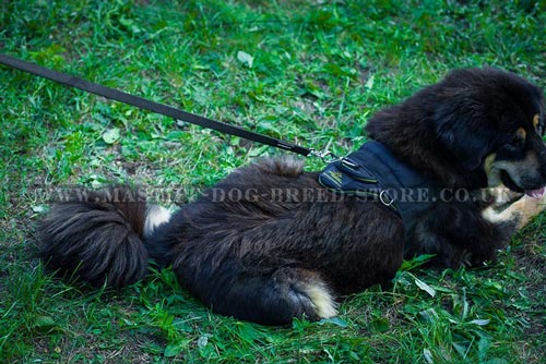 Tibetian Mastiff Harness UK