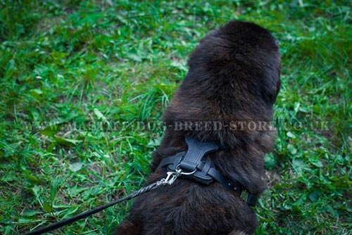 Big Tibetian Mastiff Harness Size