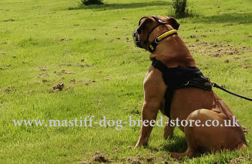 Mastiff Sport Dog Harness