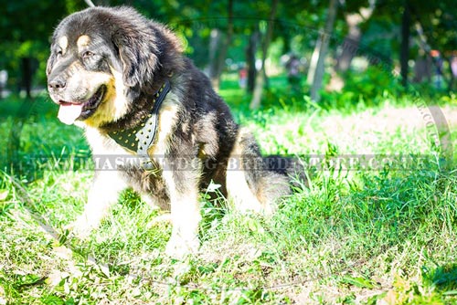 Spiked Dog Harness for Tibetian Mastiff