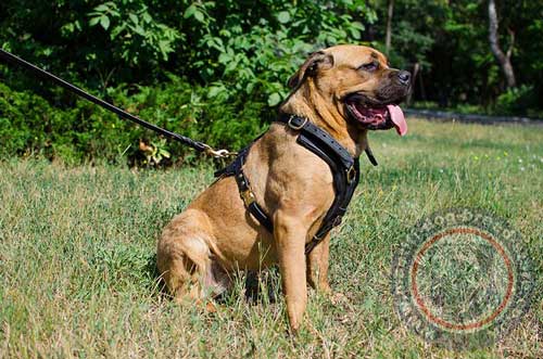 Best Dog Harness for Mastiff Dog Breeds Training