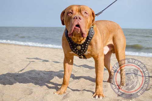 Royal Dog Harness for Sale for French Mastiff